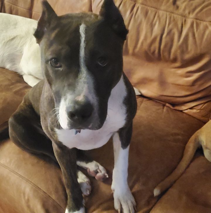 Beretta, an adoptable Pit Bull Terrier in Oklahoma City, OK_image-2