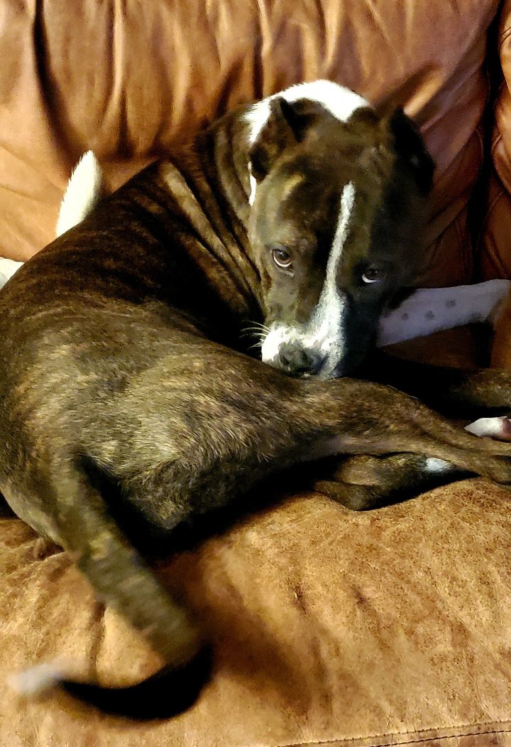 Beretta, an adoptable Pit Bull Terrier in Oklahoma City, OK_image-3