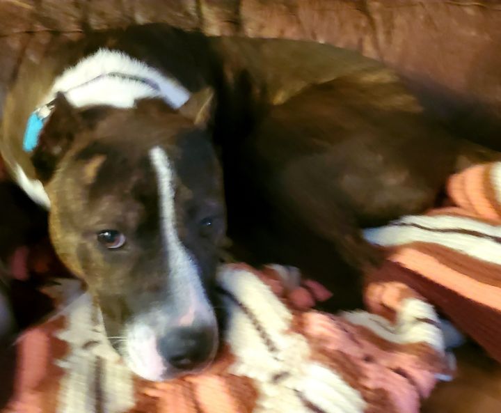 Beretta, an adoptable Pit Bull Terrier in Oklahoma City, OK_image-5