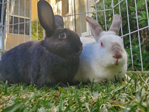Crypto boy white bun and Raven female black bun are a bonded pair of bunnies They were rescued 