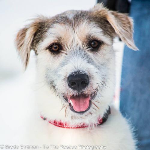 Anchorage Pet Adoption Meet Milo Clyde Calliope More Anchorage Ak Patch