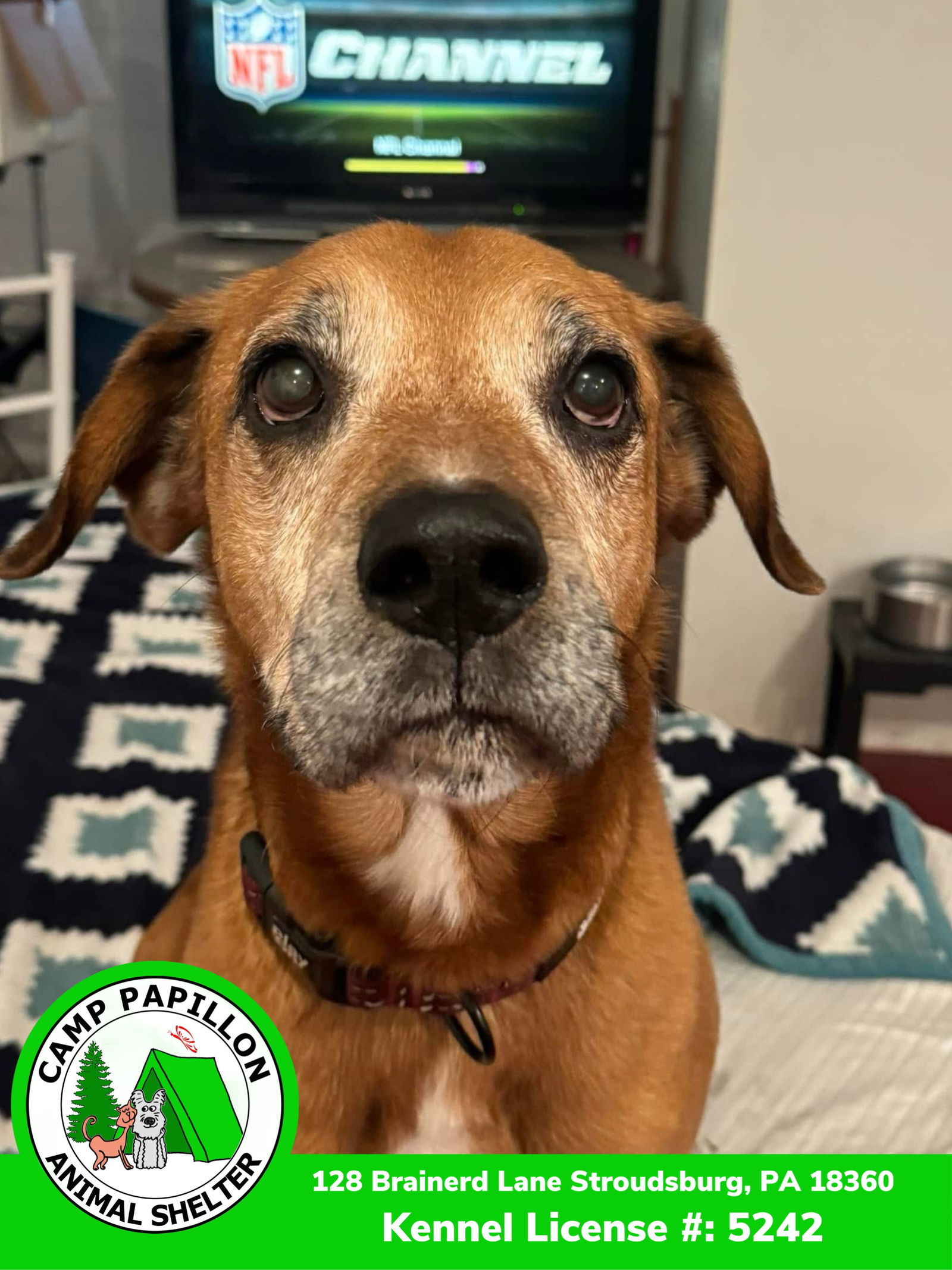 Sonny, an adoptable Hound in Stroudsburg, PA, 18360 | Photo Image 1