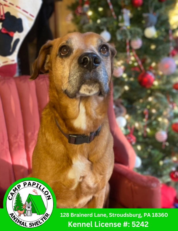 Sonny, an adoptable Hound in Stroudsburg, PA, 18360 | Photo Image 1