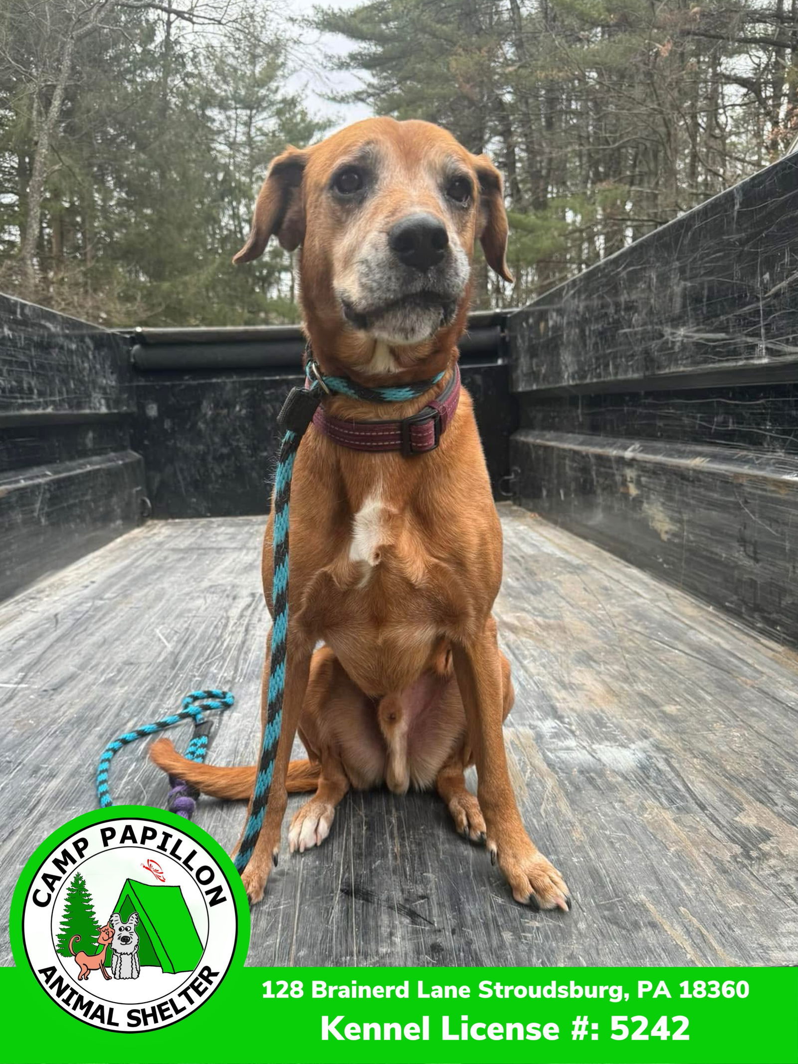 Sonny, an adoptable Hound in Stroudsburg, PA, 18360 | Photo Image 3