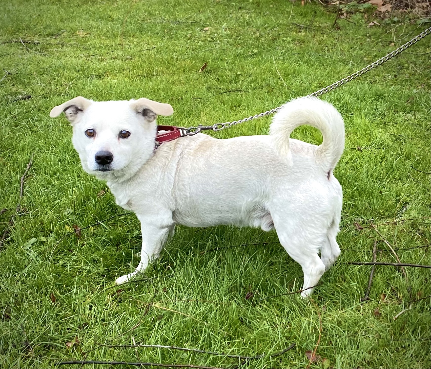 Bruno, an adoptable Terrier in Kittanning, PA, 16201 | Photo Image 2