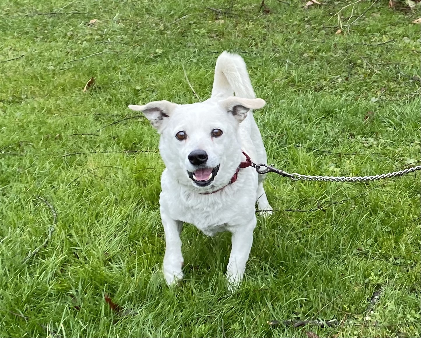 Bruno, an adoptable Terrier in Kittanning, PA, 16201 | Photo Image 1