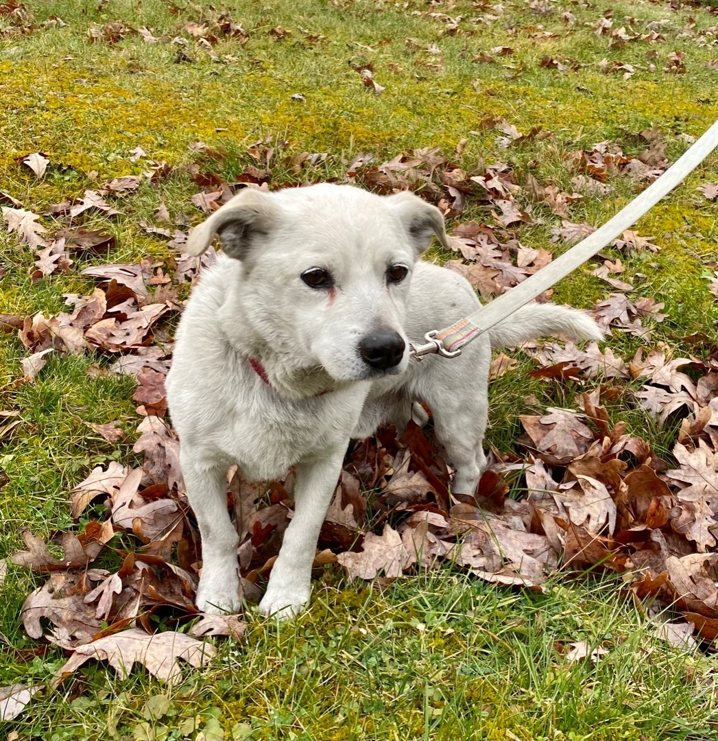 Bruno, an adoptable Terrier in Kittanning, PA, 16201 | Photo Image 3