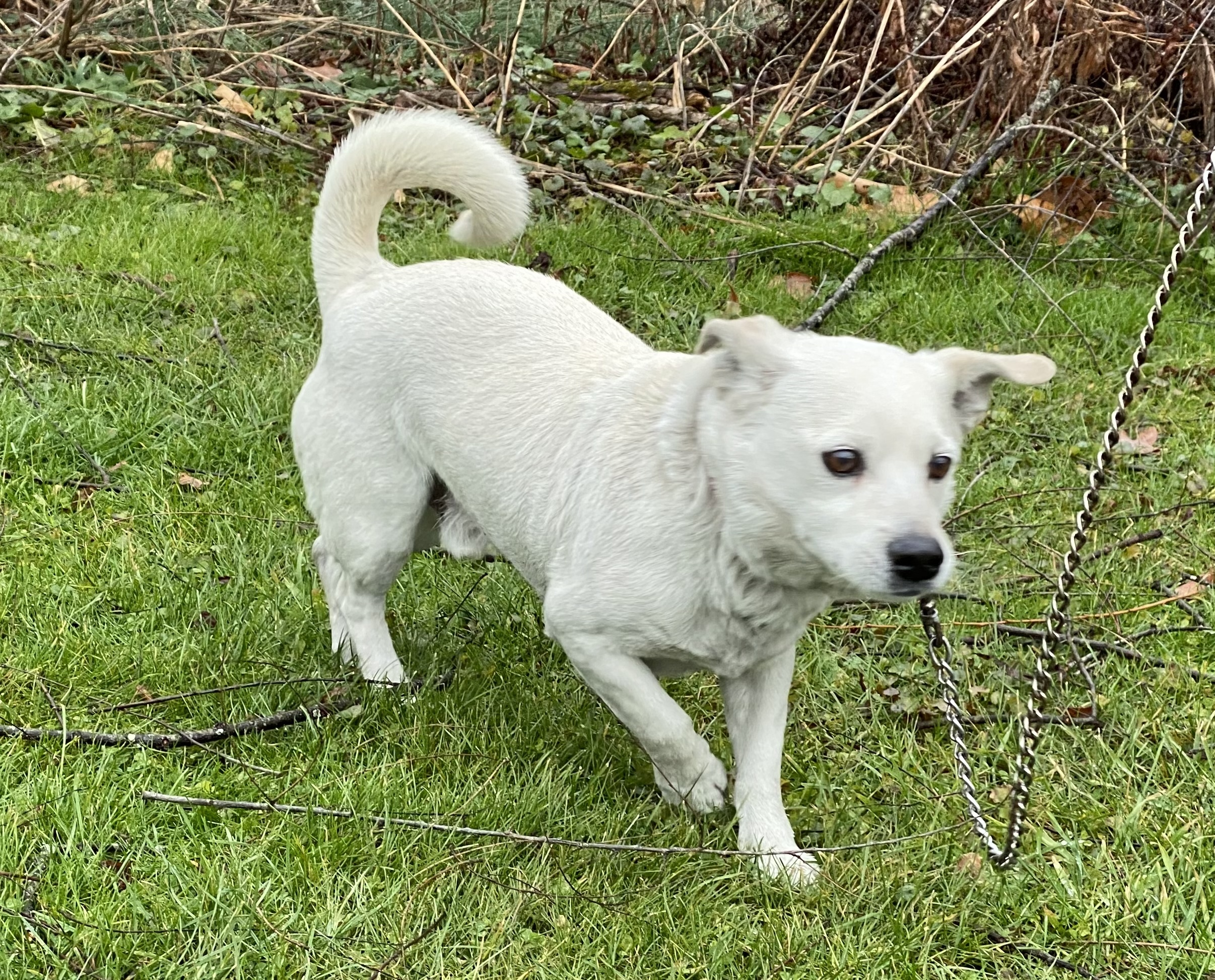 Bruno, an adoptable Terrier in Kittanning, PA, 16201 | Photo Image 4