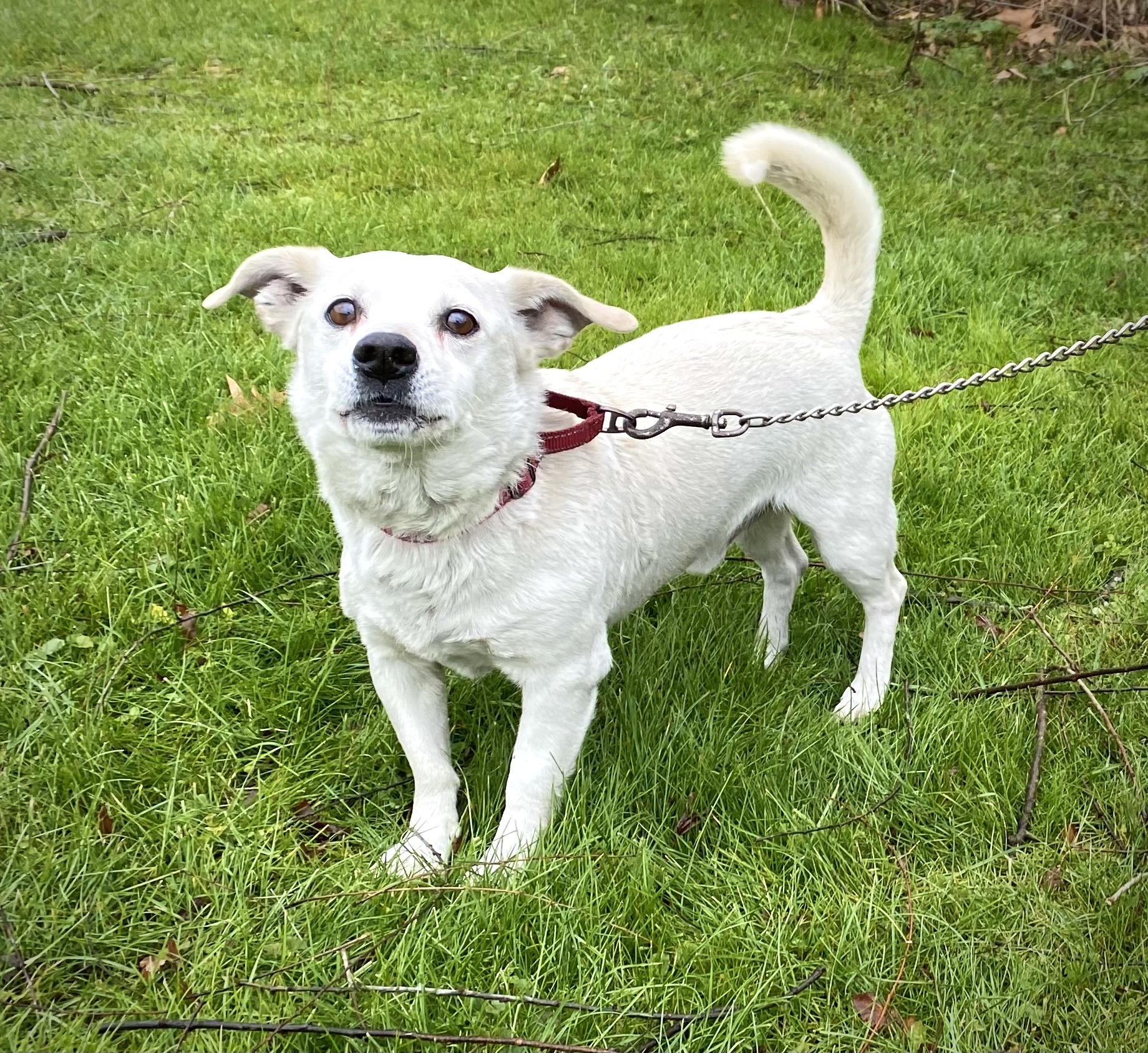 Bruno, an adoptable Terrier in Kittanning, PA, 16201 | Photo Image 5