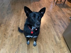 Available for Adoption | New Hope Dog Rescue