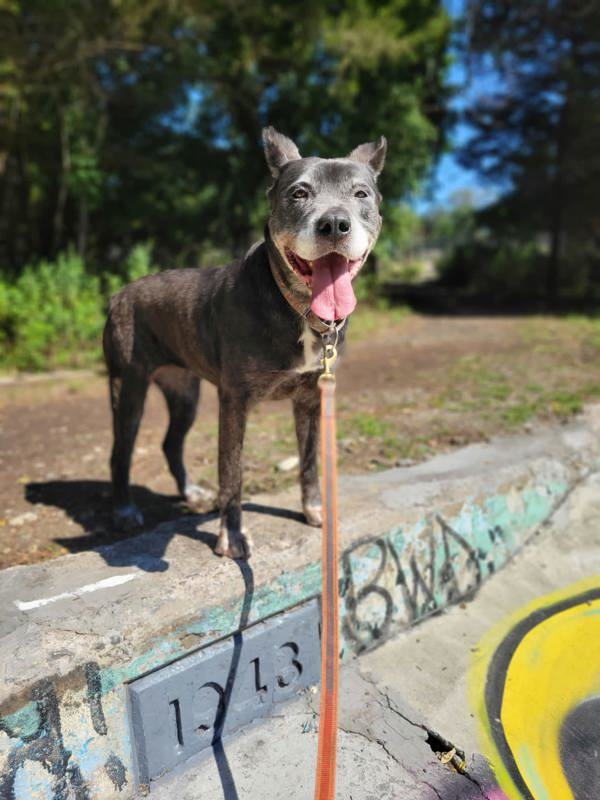 Xena, an adoptable Cane Corso in Oakland, NJ, 07436 | Photo Image 4