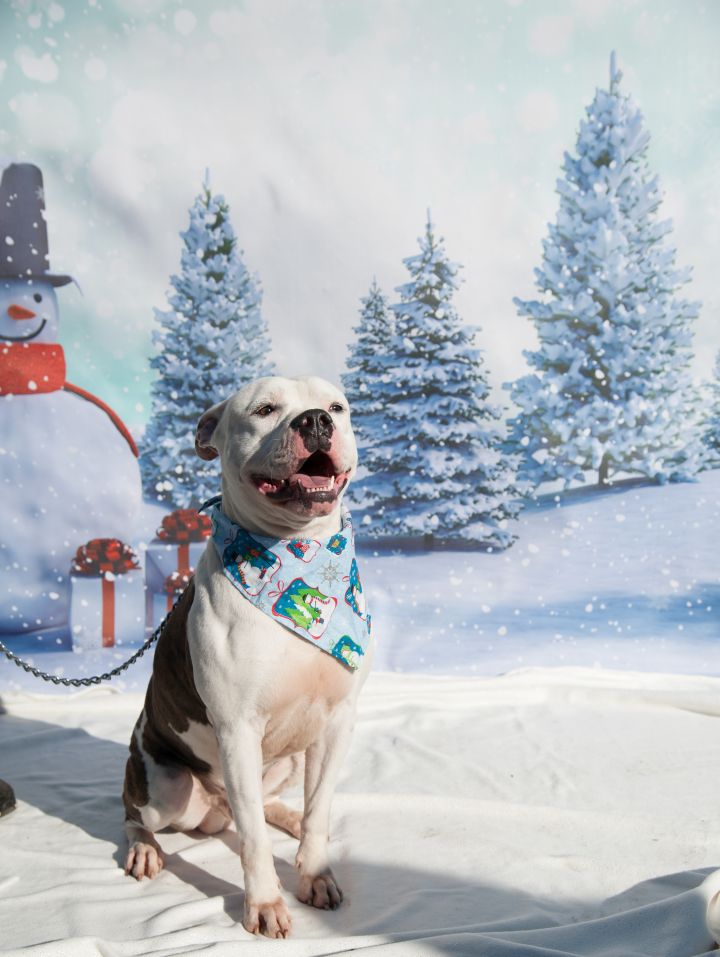 28 HQ Images Pet Adoption Newark Nj : 12 Year Old Boy Designs Bow Ties To Help Pets Get Adopted