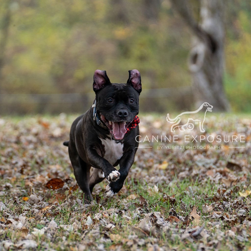 Puppy, an adoptable Staffordshire Bull Terrier in Crete, IL, 60417 | Photo Image 1