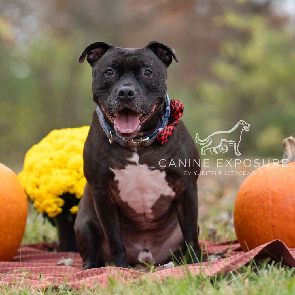 Puppy, an adoptable Staffordshire Bull Terrier in Crete, IL, 60417 | Photo Image 4