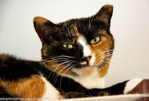 Pixie, an adoptable Calico in Bensalem, PA, 19020 | Photo Image 1