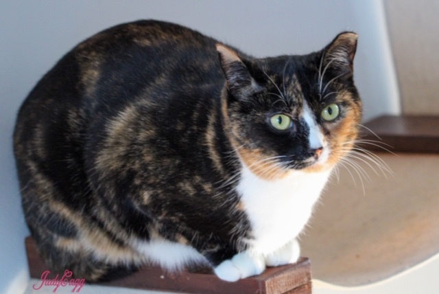 Pixie, an adoptable Calico in Bensalem, PA, 19020 | Photo Image 2