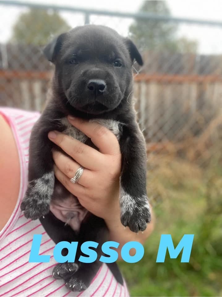 Lasso, an adoptable Chow Chow, German Shepherd Dog in Kennewick, WA, 99336 | Photo Image 2