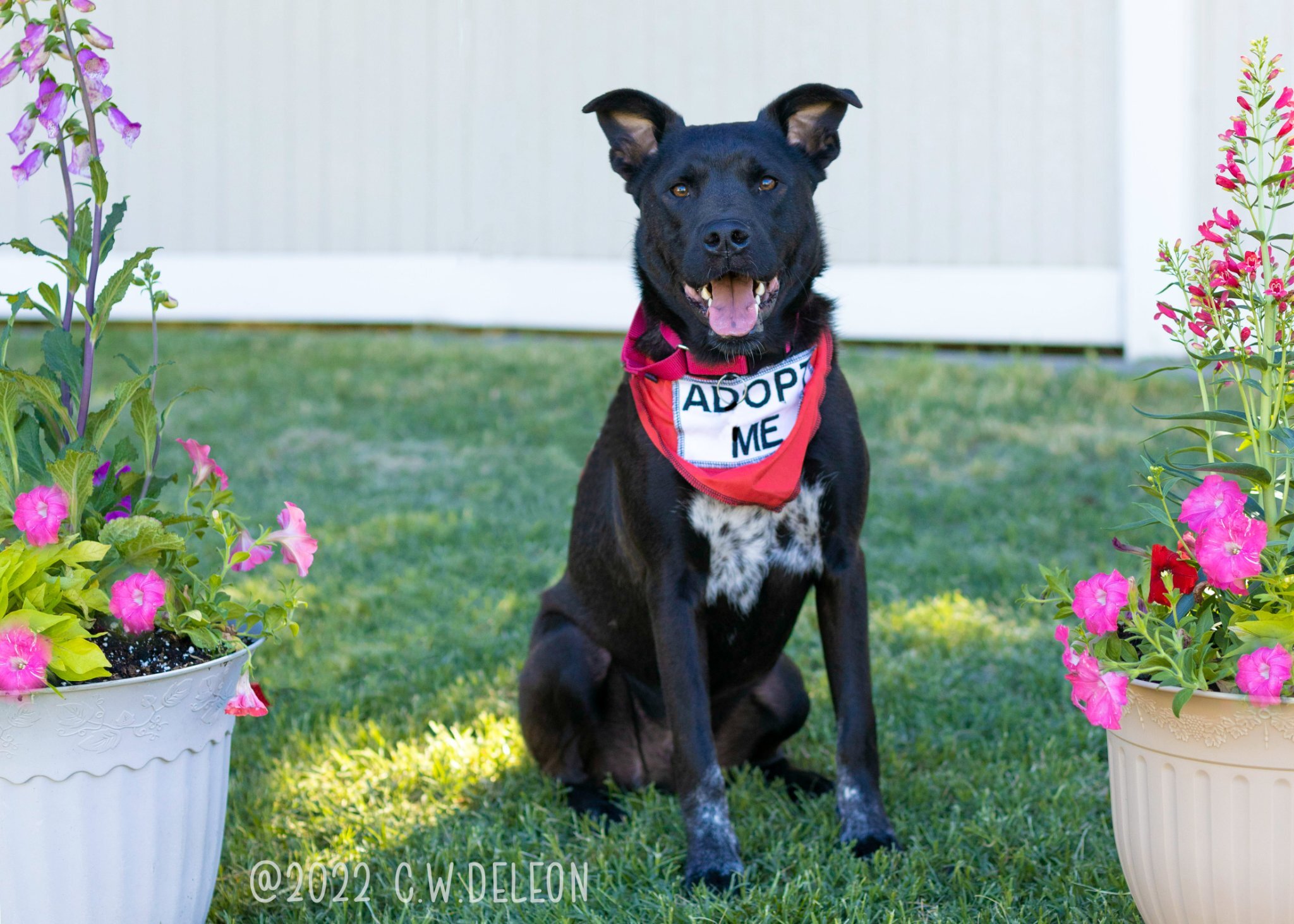 Lasso, an adoptable Chow Chow, German Shepherd Dog in Kennewick, WA, 99336 | Photo Image 1
