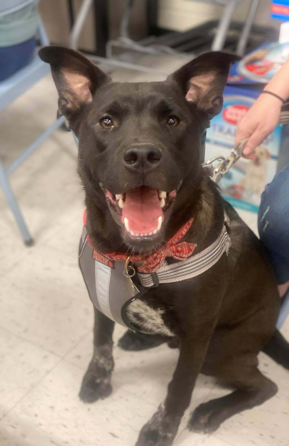 Lasso, an adoptable Chow Chow, German Shepherd Dog in Kennewick, WA, 99336 | Photo Image 3