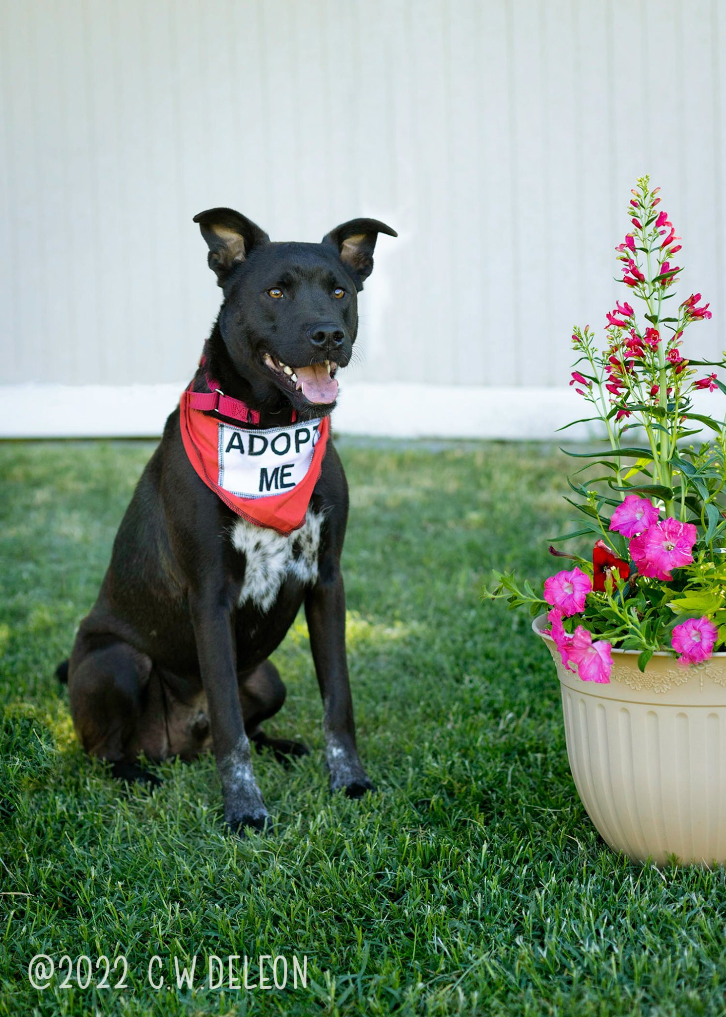 Lasso, an adoptable Chow Chow, German Shepherd Dog in Kennewick, WA, 99336 | Photo Image 4