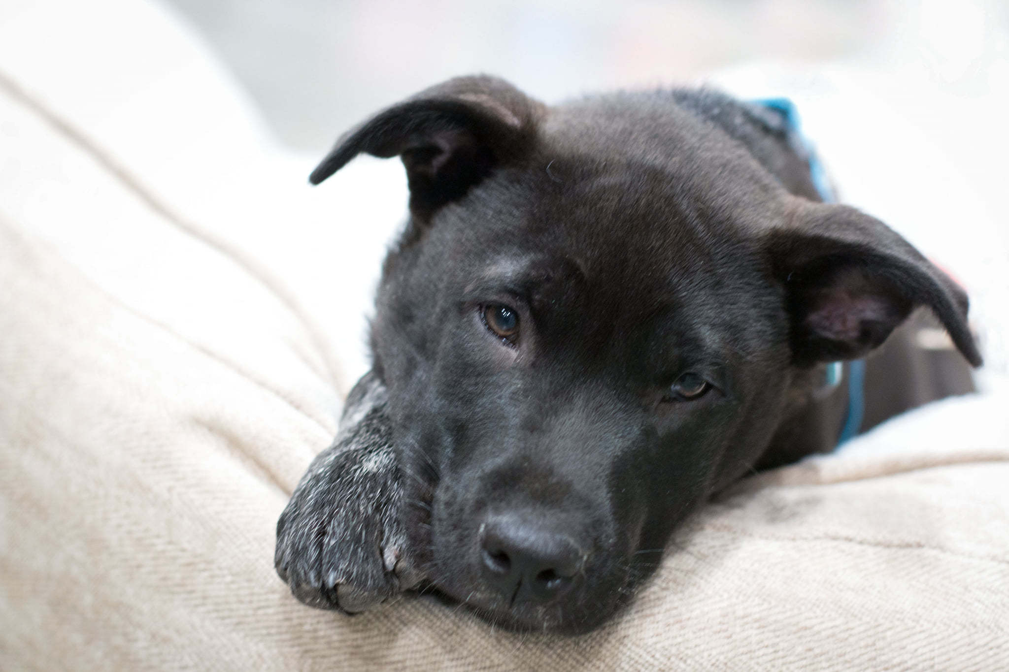 Lasso, an adoptable Chow Chow, German Shepherd Dog in Kennewick, WA, 99336 | Photo Image 5