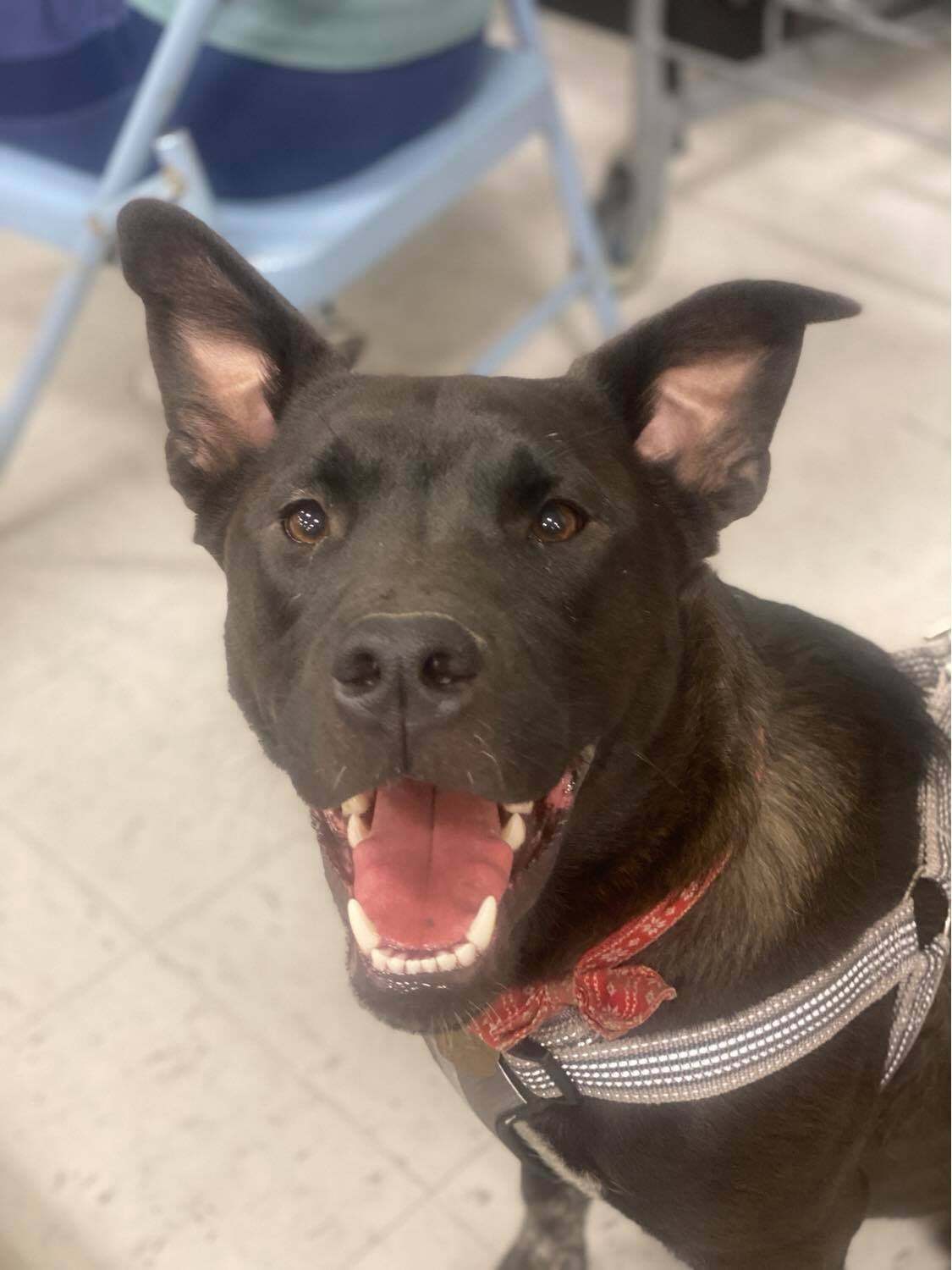 Lasso, an adoptable Chow Chow, German Shepherd Dog in Kennewick, WA, 99336 | Photo Image 6