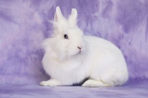 Aubriella aka Linnea Celeste, Adult Female unknown