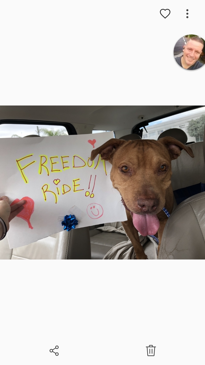 Fred, an adoptable Pit Bull Terrier, Labrador Retriever in Boca Raton, FL, 33431 | Photo Image 3