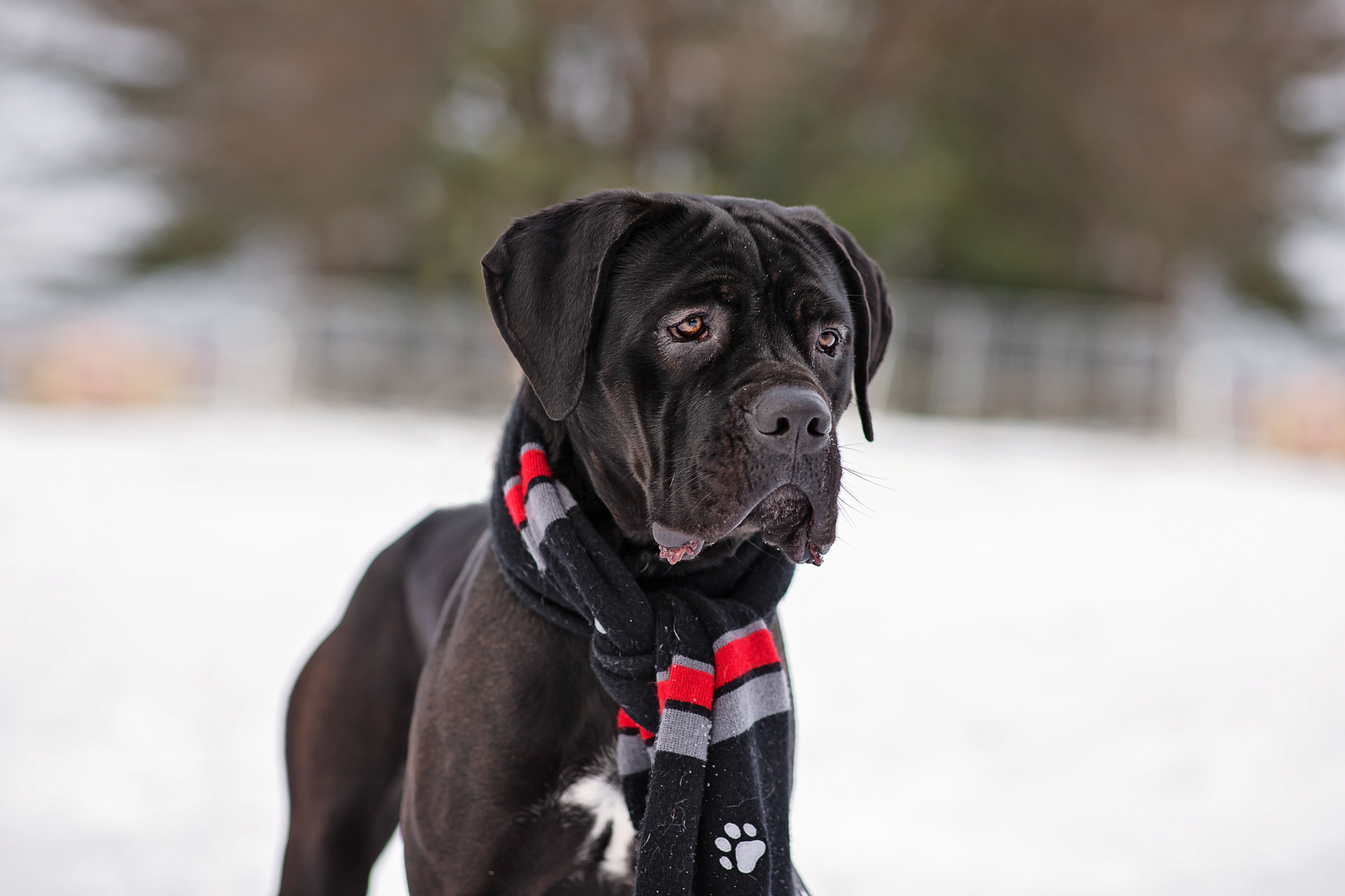 Marvel, an adoptable Cane Corso in Landenberg, PA, 19350 | Photo Image 5