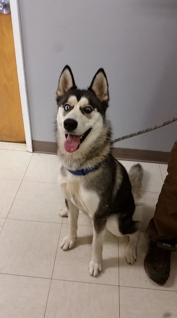 Umbra (PUPDATE!), an adoptable Husky in Madras, OR_image-2