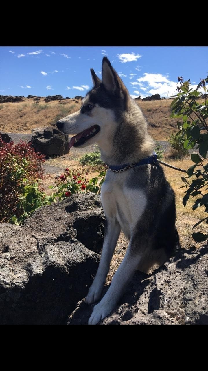 Umbra (PUPDATE!), an adoptable Husky in Madras, OR_image-3