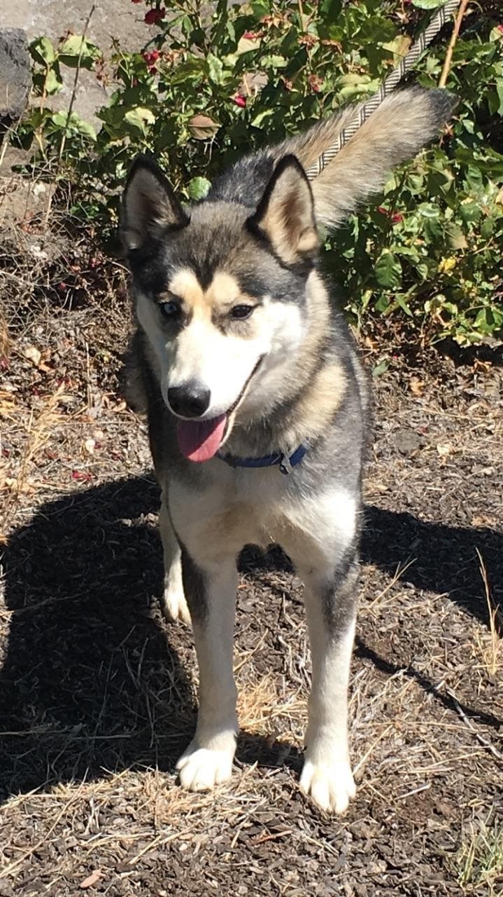 Umbra (PUPDATE!), an adoptable Husky in Madras, OR_image-4
