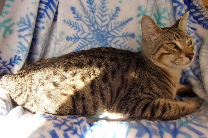 Cat For Adoption Cody A Bengal Tabby Mix In Glendale Az Petfinder