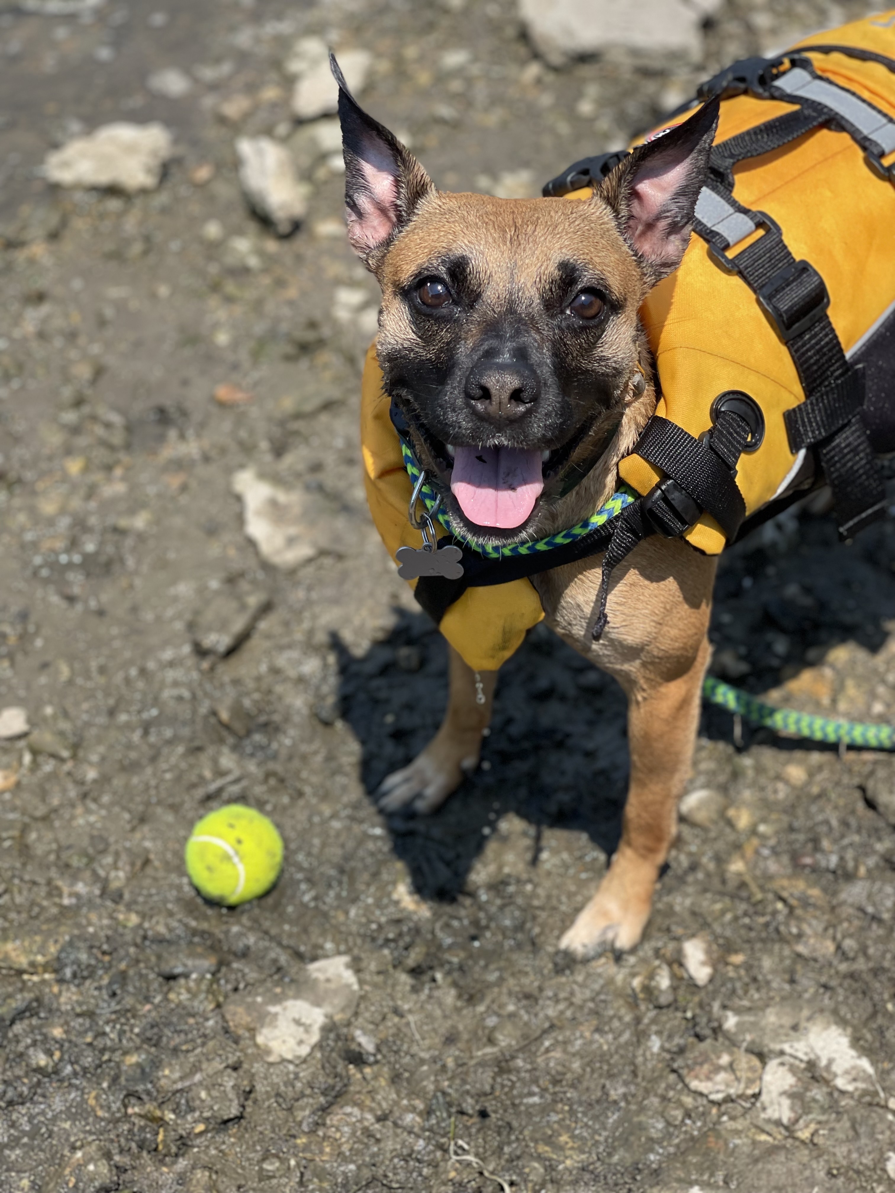 Millie, an adoptable Terrier, Mixed Breed in St. Charles, IL, 60174 | Photo Image 2
