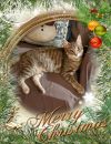 Missy & Sheldon ~ bonded pair photo 2