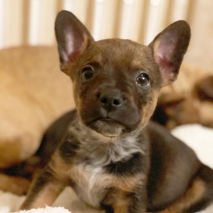 Dog For Adoption Kelty A Cattle Dog French Bulldog Mix In Tucson Az Petfinder