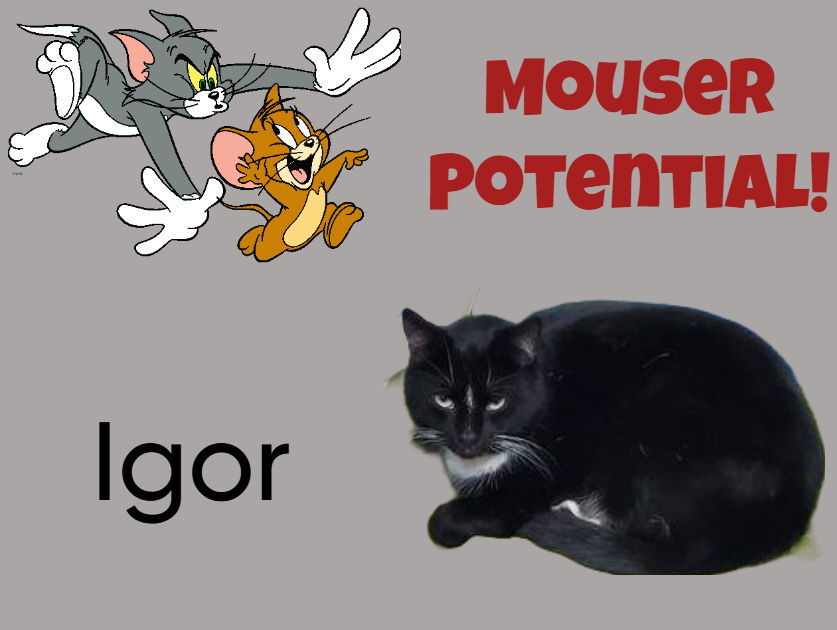 Igor, an adoptable Domestic Short Hair, Tuxedo in Cuba, NY, 14727 | Photo Image 1