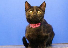 Avery, an adoptable Domestic Short Hair in Powell, OH, 43065 | Photo Image 1