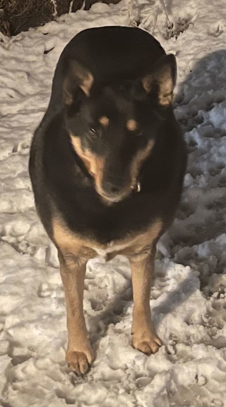 Thelma, an adoptable Australian Shepherd, Australian Kelpie in Hamilton, MT, 59840 | Photo Image 1