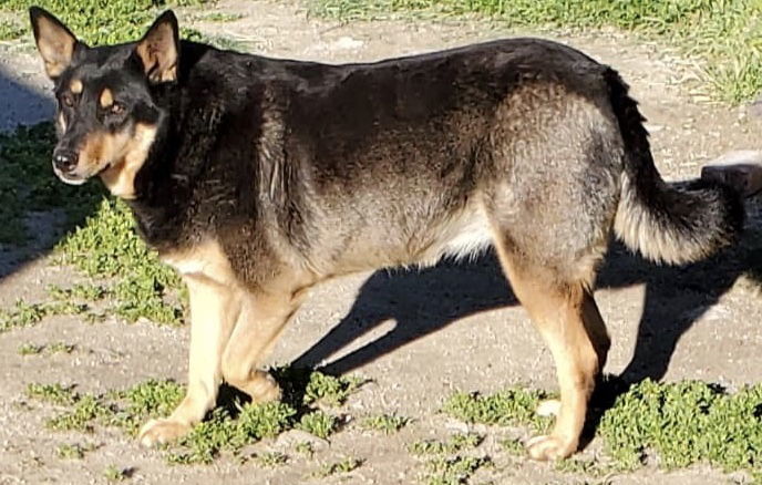 Thelma, an adoptable Australian Shepherd, Australian Kelpie in Hamilton, MT, 59840 | Photo Image 2