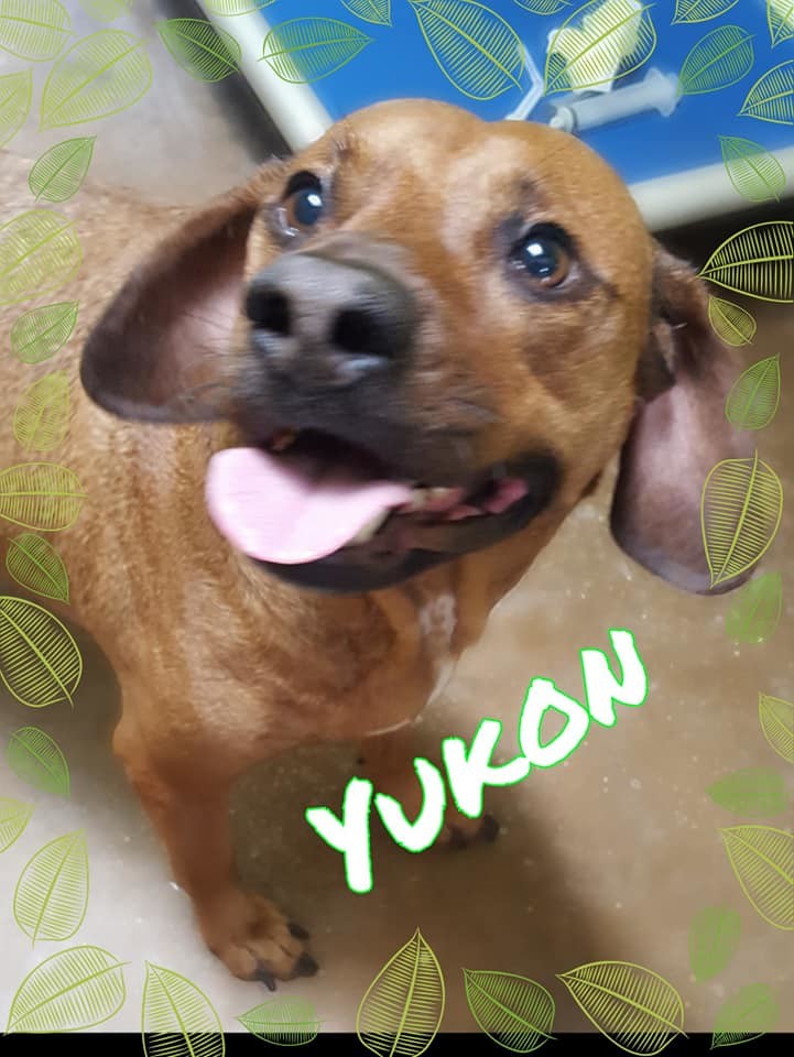Yukon, an adoptable Pit Bull Terrier, Hound in Salem, MO, 65560 | Photo Image 1