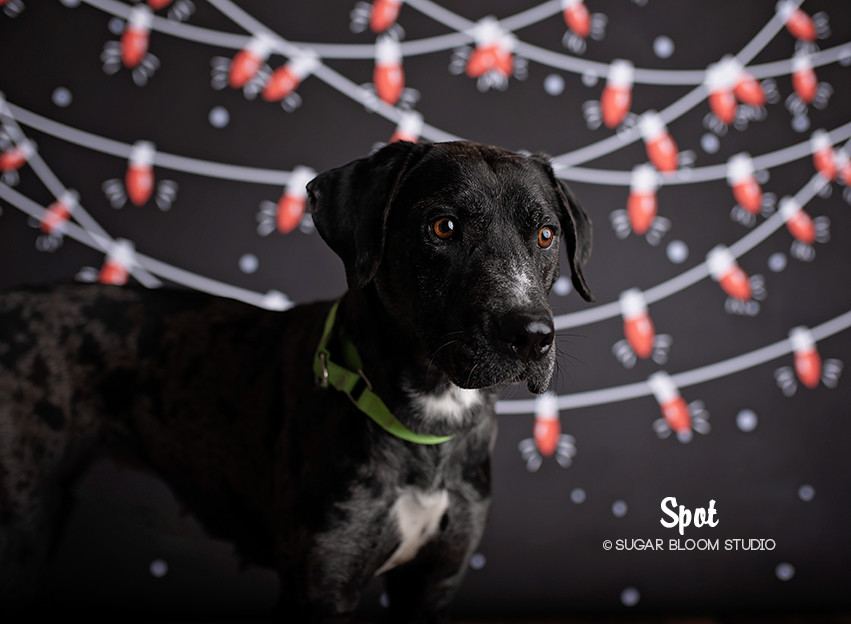 Spot, an adoptable Catahoula Leopard Dog in Littleton, CO, 80126 | Photo Image 1