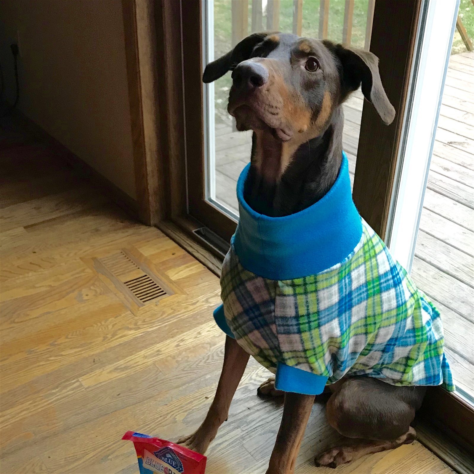 Whiskey - Forever Foster, an adoptable Doberman Pinscher in Minneapolis, MN, 55403 | Photo Image 1
