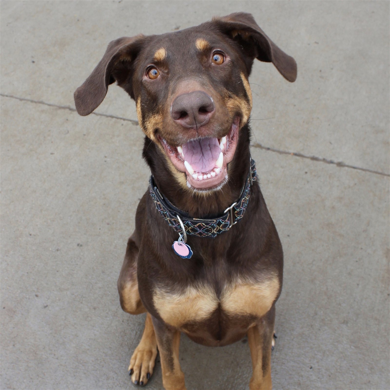 Whiskey - Forever Foster, an adoptable Doberman Pinscher in Minneapolis, MN, 55403 | Photo Image 2