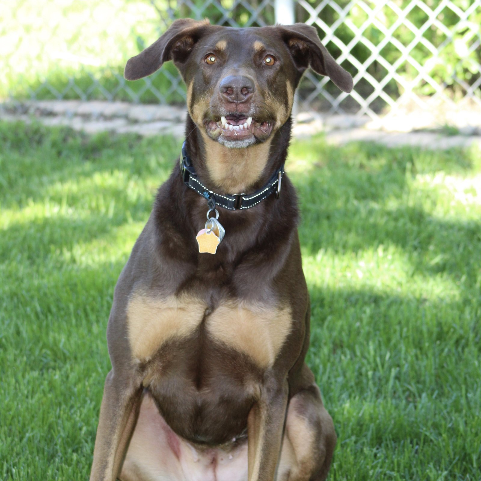 Whiskey - Forever Foster, an adoptable Doberman Pinscher in Minneapolis, MN, 55403 | Photo Image 3