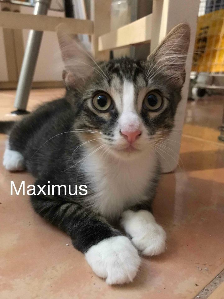 Maximus 1