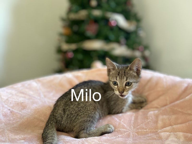 Milo detail page