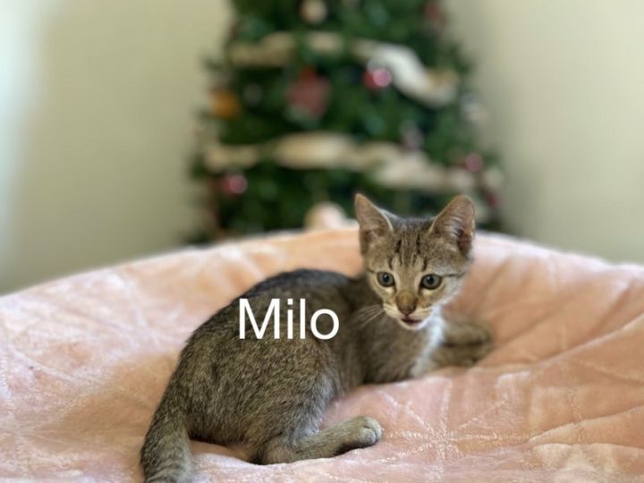 Milo, an adopted Tabby & Domestic Short Hair Mix in Miami, FL_image-1