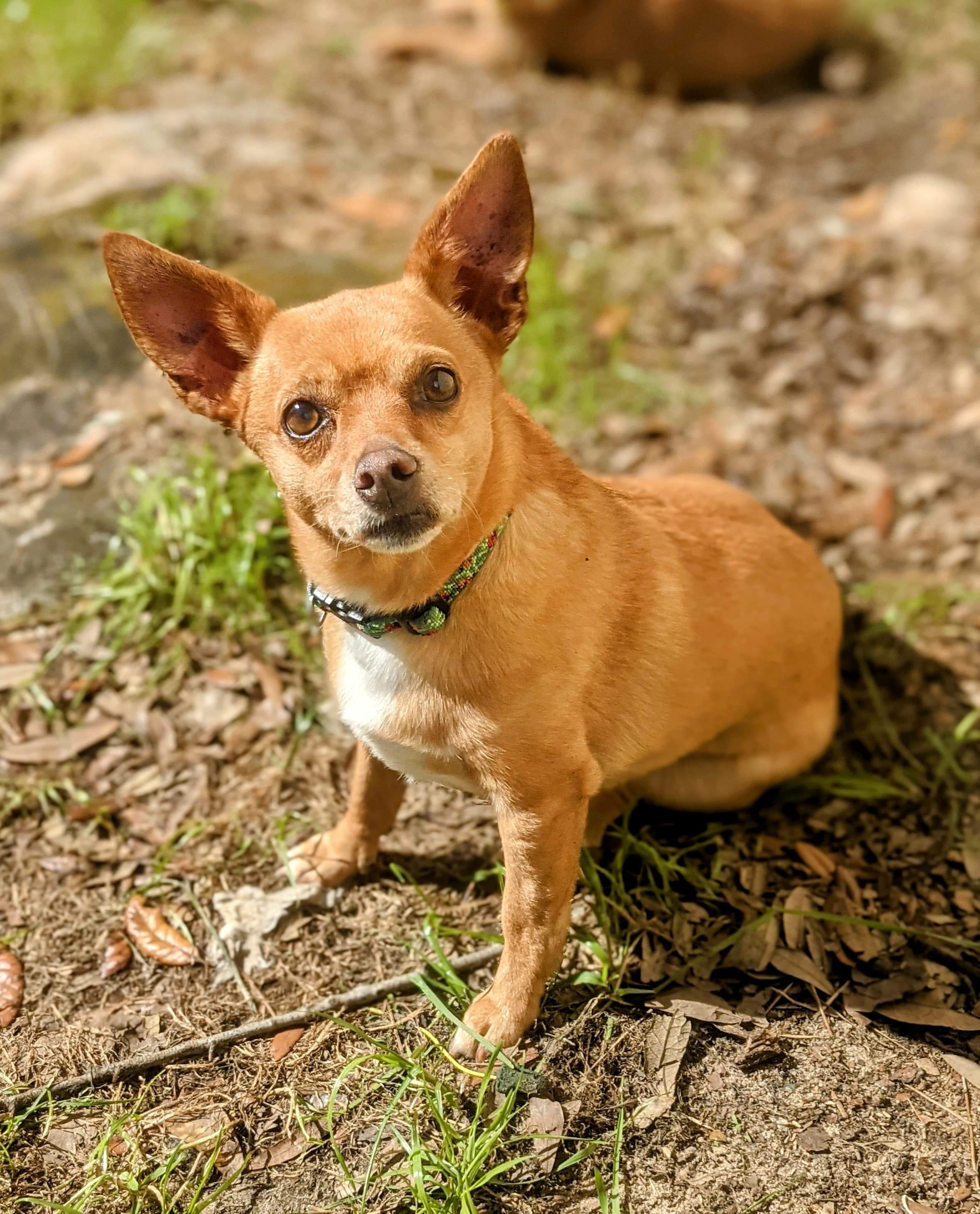 Dog for adoption - Bonnie, a Chihuahua Mix in Mobile, AL ...