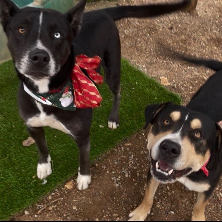 Husky collie lab store mix